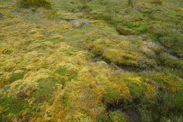 ニュージーランドの湿地