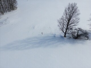 Aerial view of a tree in a snow-covered landscape - Vue aérienne d'un arbre dans un paysage très enneigé