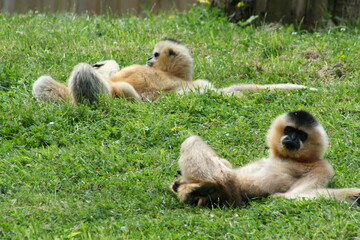 Female Northern white-cheeked gibbon lying on their backs in the lawn - Femelles Gibbon à favoris blancs du Nord allongées sur le dos dans la pelouse