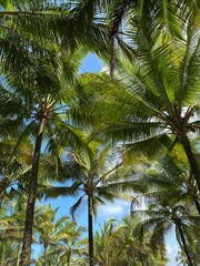 Fototapeta premium coconut palm trees
