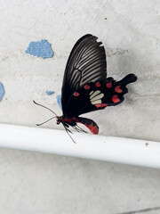 A beautiful butterfly is next to the wall.