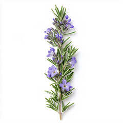A single sprig of fresh rosemary with delicate purple flowers isolate on white background 