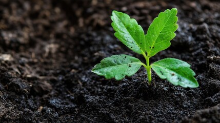 Earth Day Green Sprout Sprouting out of Soil and Dirt