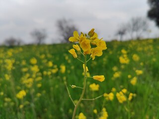 Rapeseed, Brassica or oilseed rape yellow flowers in a field