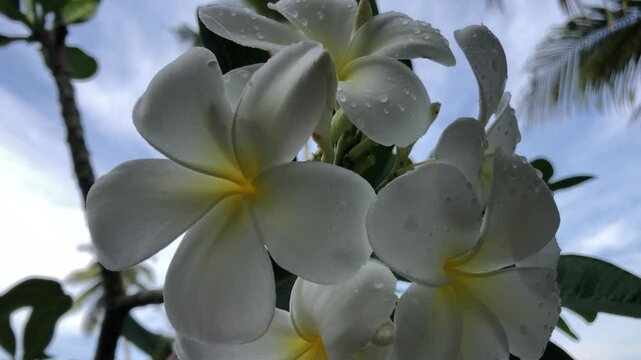 A close-up view of white frangipani flowers.