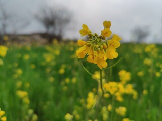 Obraz premium Rapeseed, Brassica or oilseed rape yellow flowers in a field