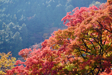 秋の善峯寺　境内の紅葉　京都市西京区