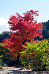 Fototapeta premium 秋の善峯寺 境内の紅葉 京都市西京区