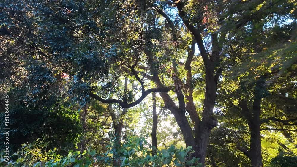 Poster Sunlight filters through the vibrant foliage of trees in an autumn forest, creating a warm and inviting atmosphere