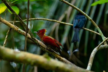 Banded woodpecker (Chrysophlegma miniaceum) perching on a tree branch, searching for insects, found in Bukit Timah, with natural background