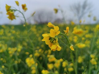 Rapeseed, Brassica or oilseed rape yellow flowers in a field