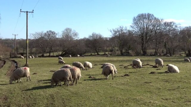 Flock of Sheep grazing in field. Winter. Dyfed. Wales. UK