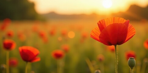 Crimson poppy in sunlit field, delicate details visible, plant, plant life, stem