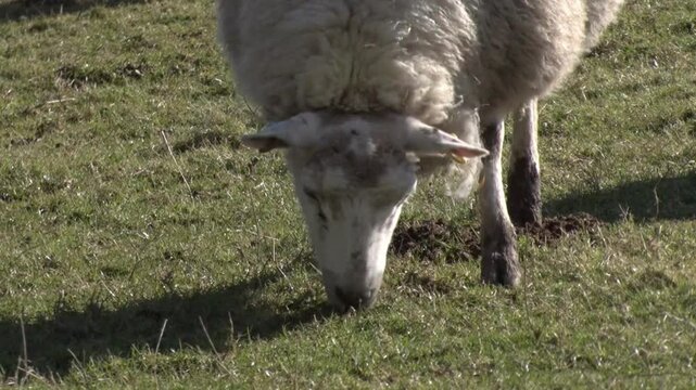 Grazing Sheep. Winter. Dyfed. UK