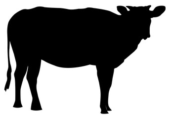 Black Silhouette Cows for Eid Adha