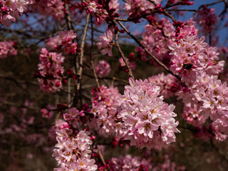 満開の桜の花　長野県