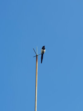 A single magpie perched on top of a weathered lightning rod, set against a cloudless clear blue sky.