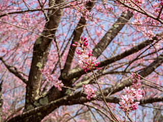 満開の桜の花　長野県