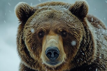 Fototapeta premium Close-Up Portrait of a Grizzly Bear in a Snowy Forest Environment with Detailed Fur Texture