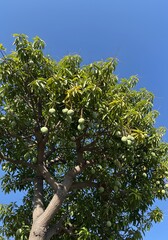 Lush Mango Tree Under Clear Blue Sky with Unripe Fruits Visible