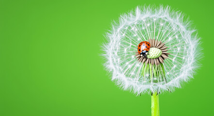 Close-up of a ladybug on a dandelion seed head with a bright green background