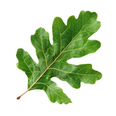 Fototapeta premium Isolated Oak Leaf