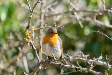 Close-up of a European Robin (Erithacus rubecula) perched on a tree branch