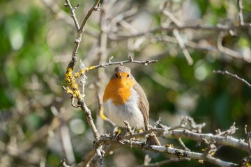 Close-up of a European Robin (Erithacus rubecula) perched on a tree branch