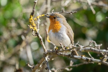 Close-up of a European Robin (Erithacus rubecula) perched on a tree branch
