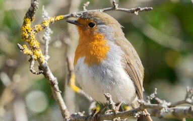 Close-up of a European Robin (Erithacus rubecula) perched on a tree branch