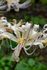 鎌倉2410Y　英勝寺22　曼珠沙華