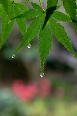 鎌倉2410Y　英勝寺18　曼珠沙華