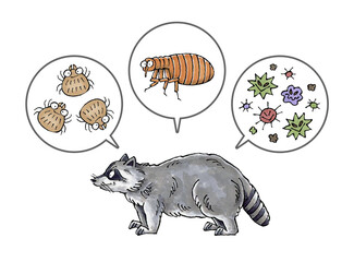 アライグマと寄生虫(ダニ、ノミ、病原菌)