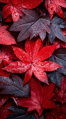 Red leaves with water droplets on them