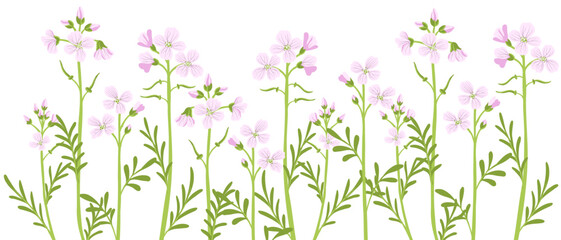 cuckoo flower, lady's smock, mayflower, milkmaids, Cardamine pratensis, vector drawing wild plants at white background, floral element, hand drawn botanical illustration