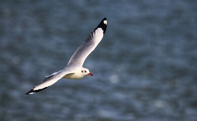 A Black-headed gull is flying over the sea