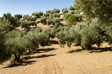 Serene Olive Grove Under Clear Blue Sky Landscape