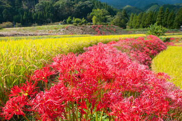 秋の里山と彼岸花-3