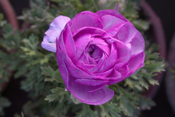 Beautiful purple ranunculus flower growing in an outdoor flower garden. ranunculus flower closeup, purple blooming flower, Closeup shot of a beautiful blossoming ranunculus in field