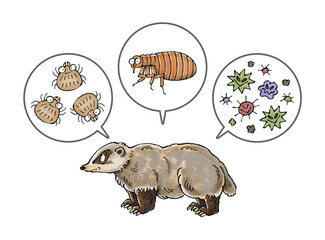 アナグマと寄生虫(ダニ、ノミ、病原菌)