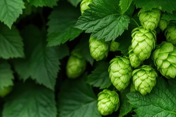 Craft Beer Renaissance Organic Hop Harvest Showcasing Artisanal Brewing Ingredients - Sustainable Agriculture and Craft Beverage Innovation in High-Resolution Detail