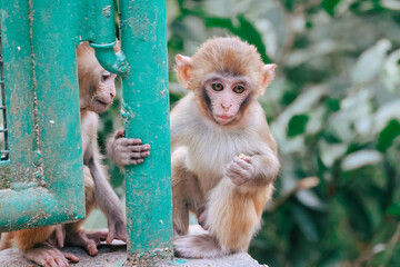 Dec 24 2024 Monkey Holding a Green Post Amidst Lush Foliage