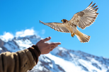 falconer releases bird of prey into clear blue sky, with snowy mountains in background