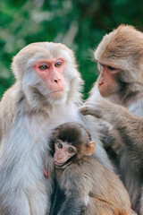 Dec 24 2024 Monkey Family Bonding in Nature Showing Parental Care and Affection