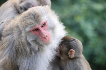 Naklejka premium Dec 24 2024 Monkeys in Natural Habitat Depicting Bond and Instinctive Connections