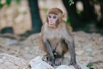 Dec 24 2024 Monkeys Interacting on Concrete Pavement