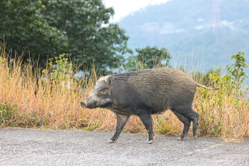 Wild Boar Roaming in Natural Habitat Near Rural Grassy Dec 24 2024