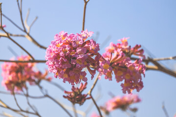a Blooming Pink Flowers Branch Against