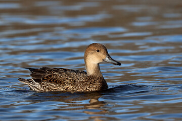 Northern pintail
