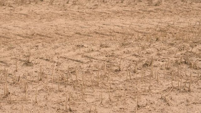 Slow Pan Up Over Field of Dead Crops on Dry Ground Soil Due to Drought on Rural Agricultural Farmland. Effect of No Rain on Landscape Due to Climate Change and Global Warming Weather Shifts.